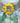 Sunflowers Rising 4