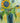Vase of Sunshine 2
