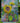 Sunflowers Rising 1